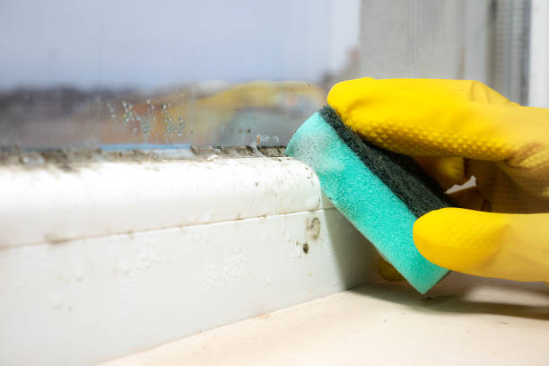 Best Local Mold Removal Service  in Muse, PA