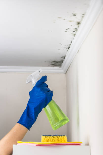 Office Mold Removal Services in Muse, PA